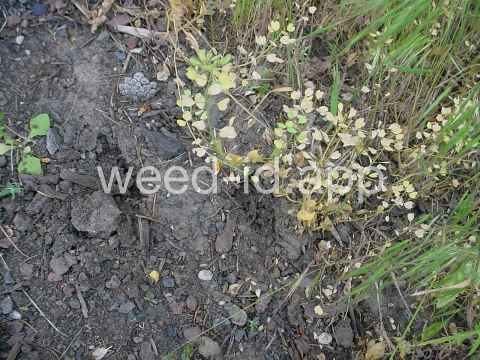 pennycress, thoroughwort